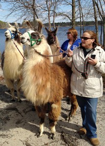 experiencing nature and llamas