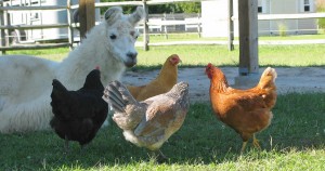 Second Wind llama and chickens